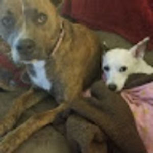 Meet your Posher, Tony